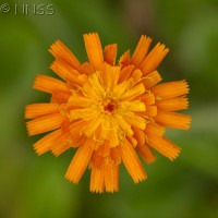 Orange Hawkweed, Fox and Cubs